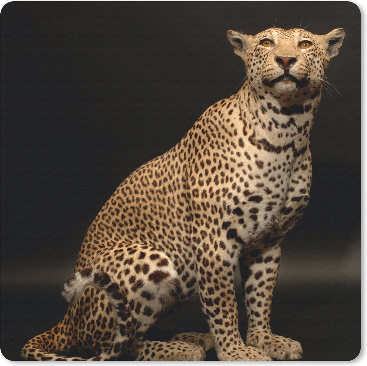 Muismat 20x20 cm - Mousepad Luipaard - Dieren - Vlek - Muismatten
