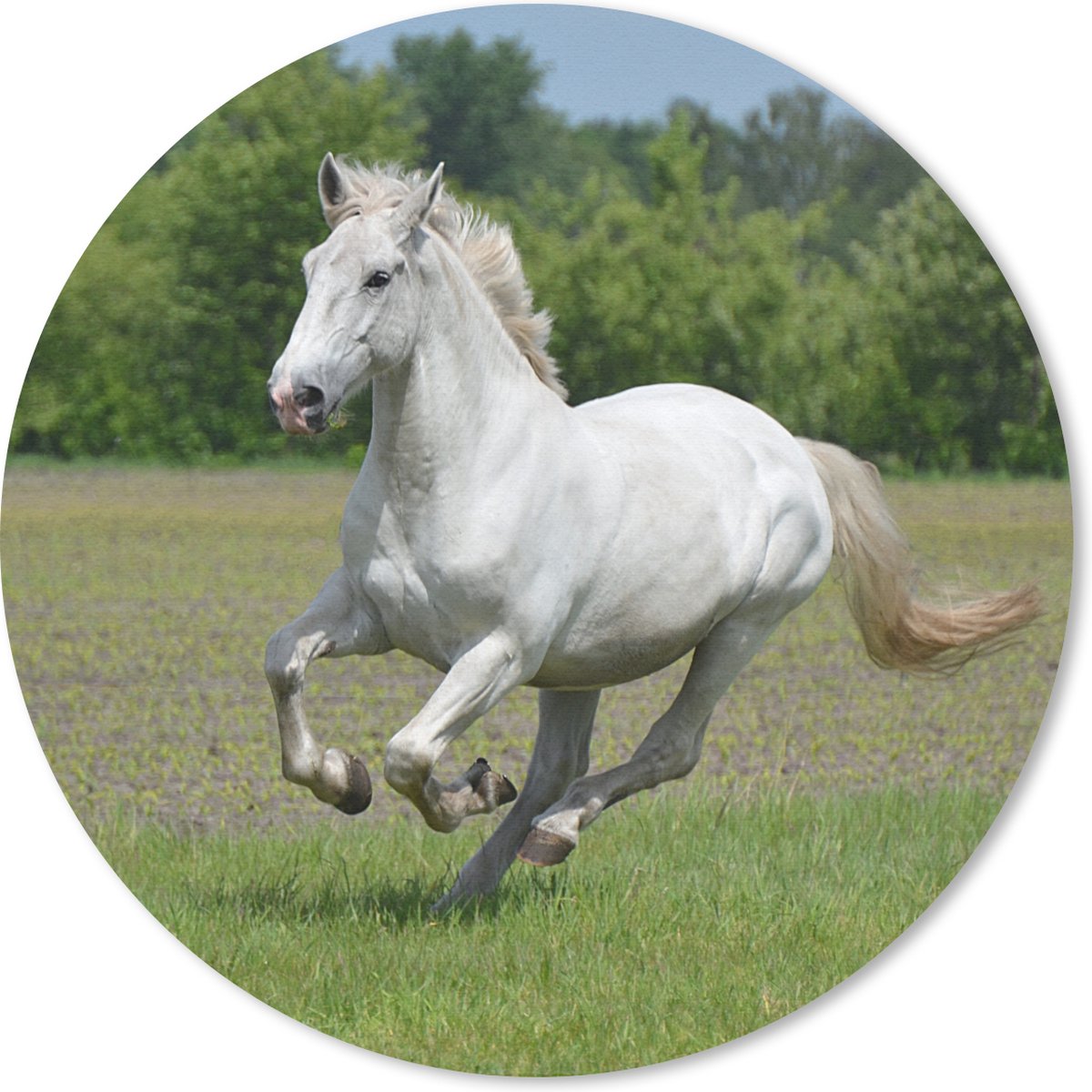 Muismat rond 30x30 cm - Mousepad Paarden - Natuur - Wit - Ronde muismatten