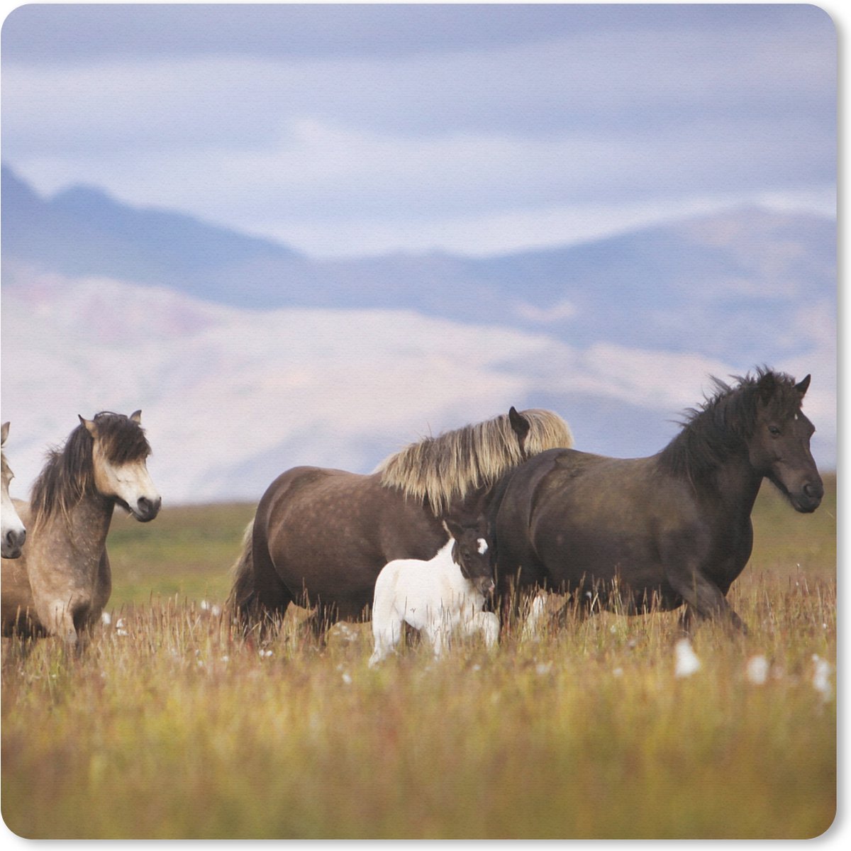 Muismat 20x20 cm - Mousepad Paarden - Gras - Bergen - Muismatten