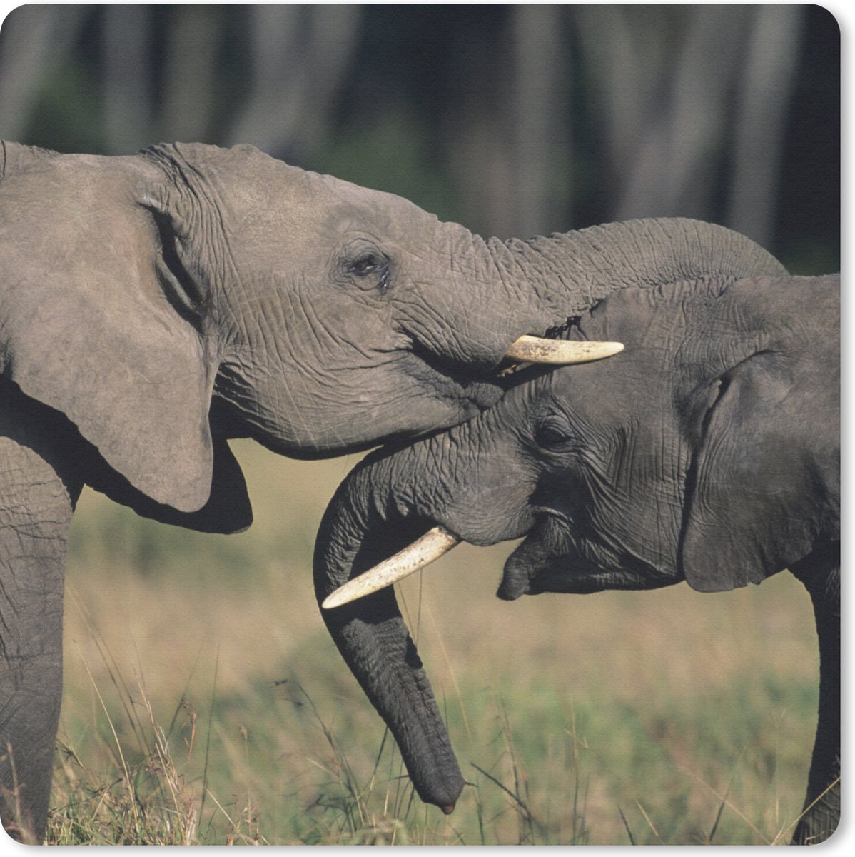 Muismat 30x30 cm - Mousepad Olifant - Dieren - Grijs - Natuur - Muismatten