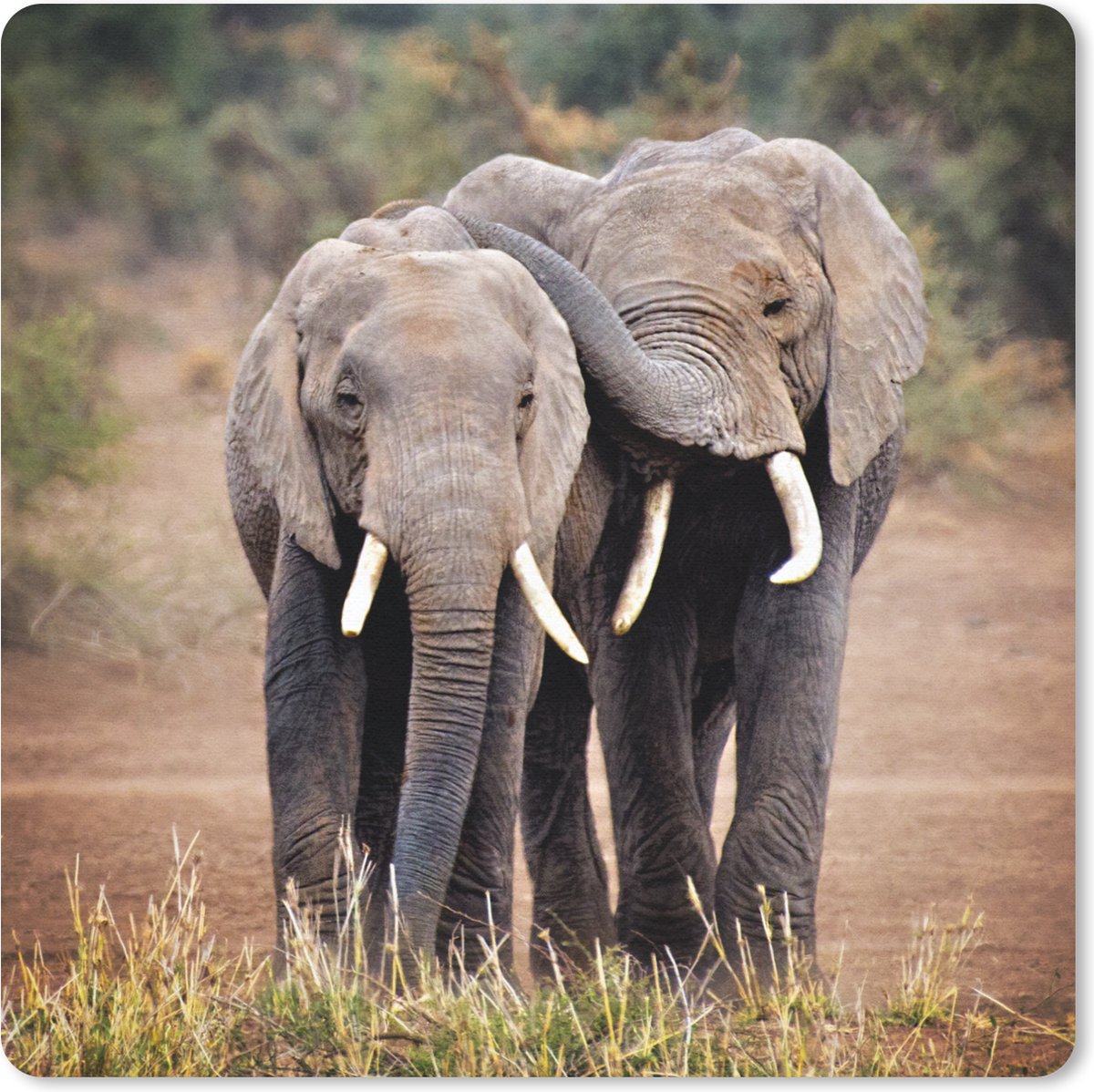 Muismat 30x30 cm - Mousepad Olifant - Dieren - Bomen - Natuur - Muismatten