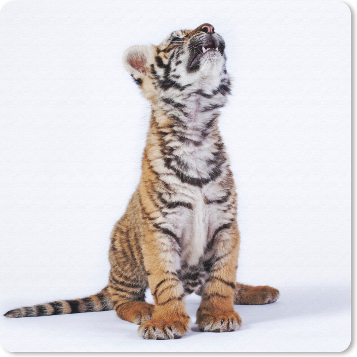 Muismat 30x30 cm - Mousepad Tijger - Welp - Wit - Muismatten