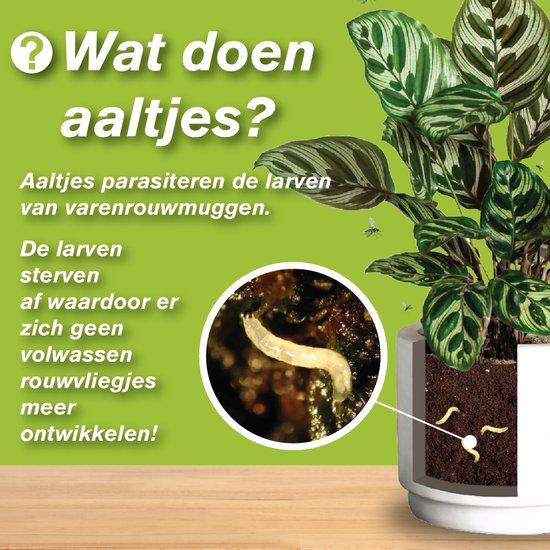Kamerplant in pot met tekst "Wat doen aaltjes?" en afbeeldingen van een rouwvlieglarve en de plantenwortels.