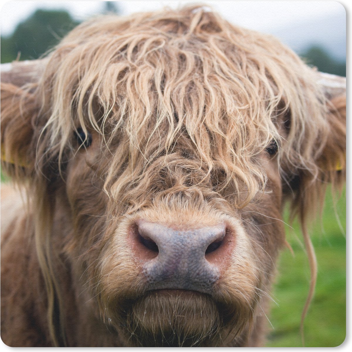 Muismat 30x30 cm - Mousepad Schotse Hooglander - Gras - Bos - Muismatten