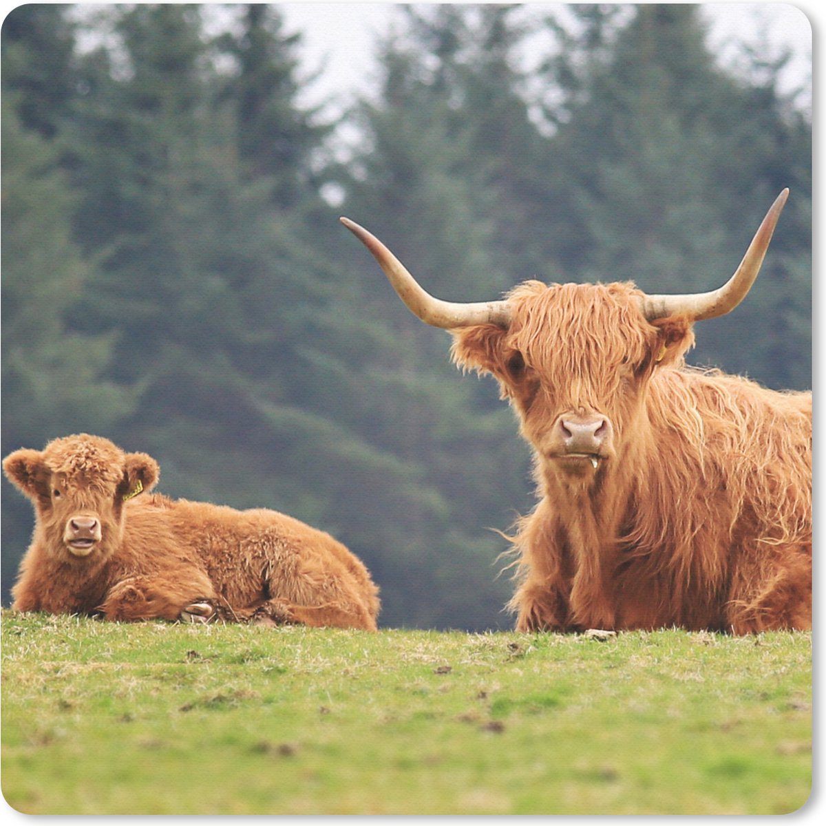 Muismat 20x20 cm - Mousepad Schotse Hooglanders - Gras - Bos - Muismatten