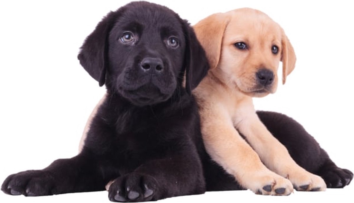 Muursticker 2 labrador puppies XL