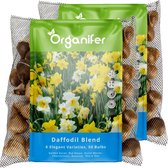Twee netzakken gevuld met narcisbloembollen, met op de voorkant een afbeelding van gele en witte narcissen.