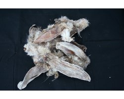 Konijnenoren met haar 2,5kg