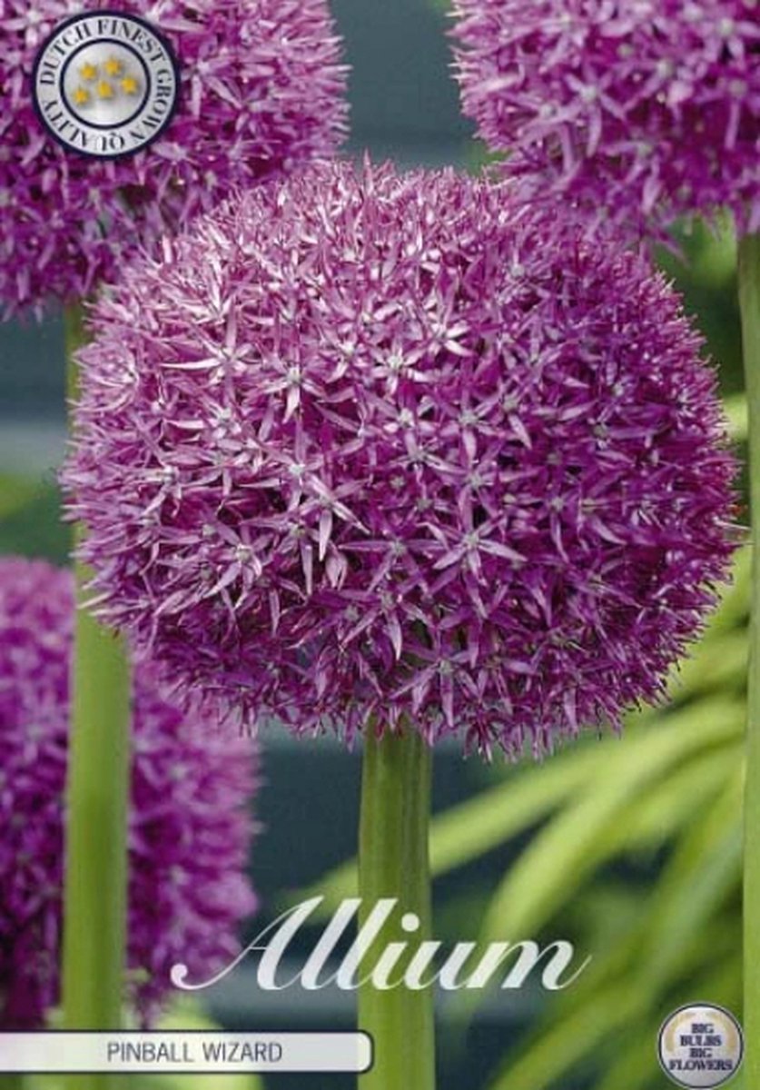 Dutch Finest Quality Allium Pinball Wizard x 1 stuks 20/22s