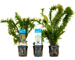Bloomique - Mix van 3 - Aquarium Planten - Zoetwater Planten - Zuiverend - Zuurstof Planten - Waterpest, Hydrocotyle, Limnophila - Hoogte 5-20 cm