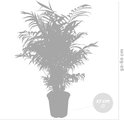 Grijze schaduwafbeelding van een kamerplant met gevederde bladeren, met indicatie van hoogte (50-60 cm) en potdiameter (17 cm).