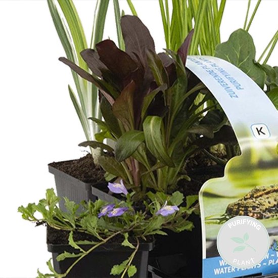 Lobelia Queen Victoria – Lot De 3 Plantes Aquatiques – Fleurs Rouges – Pour étangs – Rustique – Pot 9 Cm