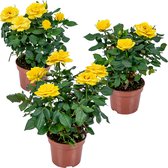 Bloomique - Set van 3 - Potroos Geel - Geschikt voor zowel binnen als buiten - Kamerplanten - Tuinplanten - Terrasplanten - Winterhard - Hoogte 20-30 cm - Pot 12 cm