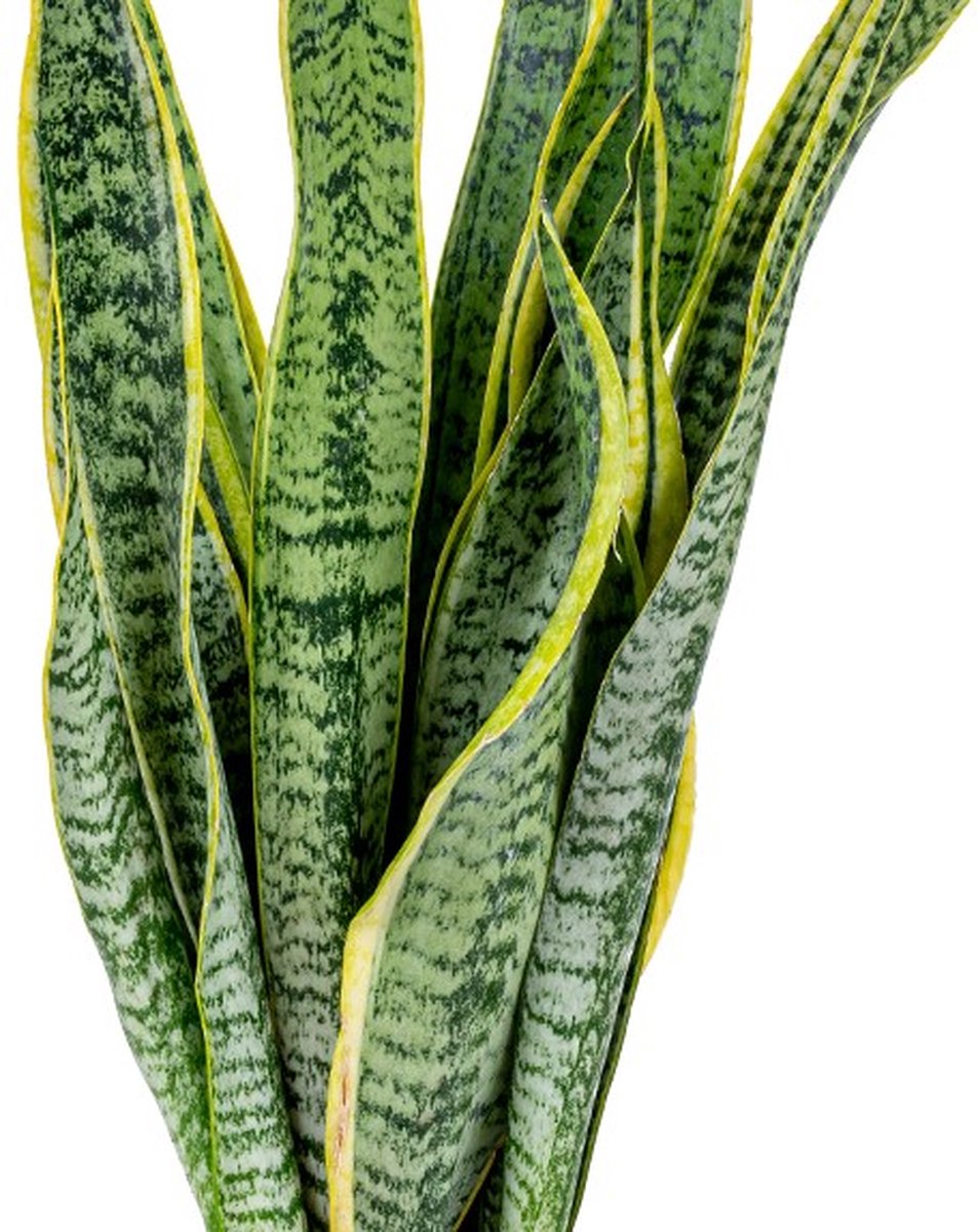 Vrouwentong - Sansevieria trifasciata Laurentii - Hoogte 40-50cm