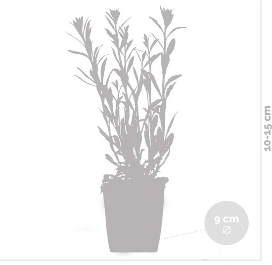 Een grijze silhouette van een plant in een pot, met hoogte- en breedteaanduiding.