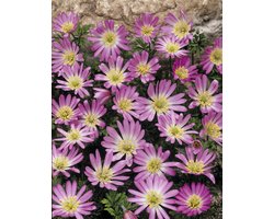 Anemone Blanda Pink Star | 15 stuks | Oosterse Anemoon