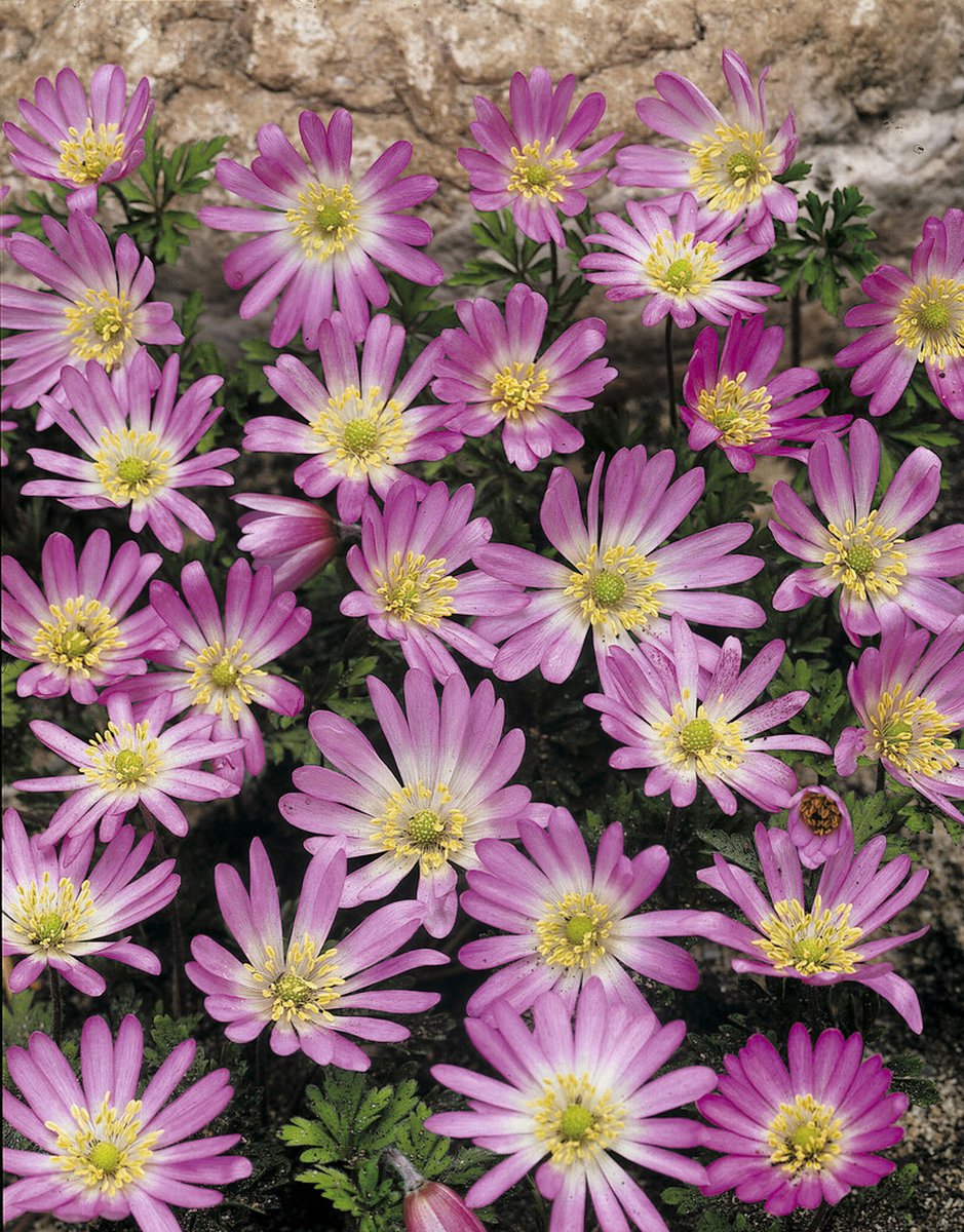 Anemone Blanda Pink Star | 15 stuks | Oosterse Anemoon