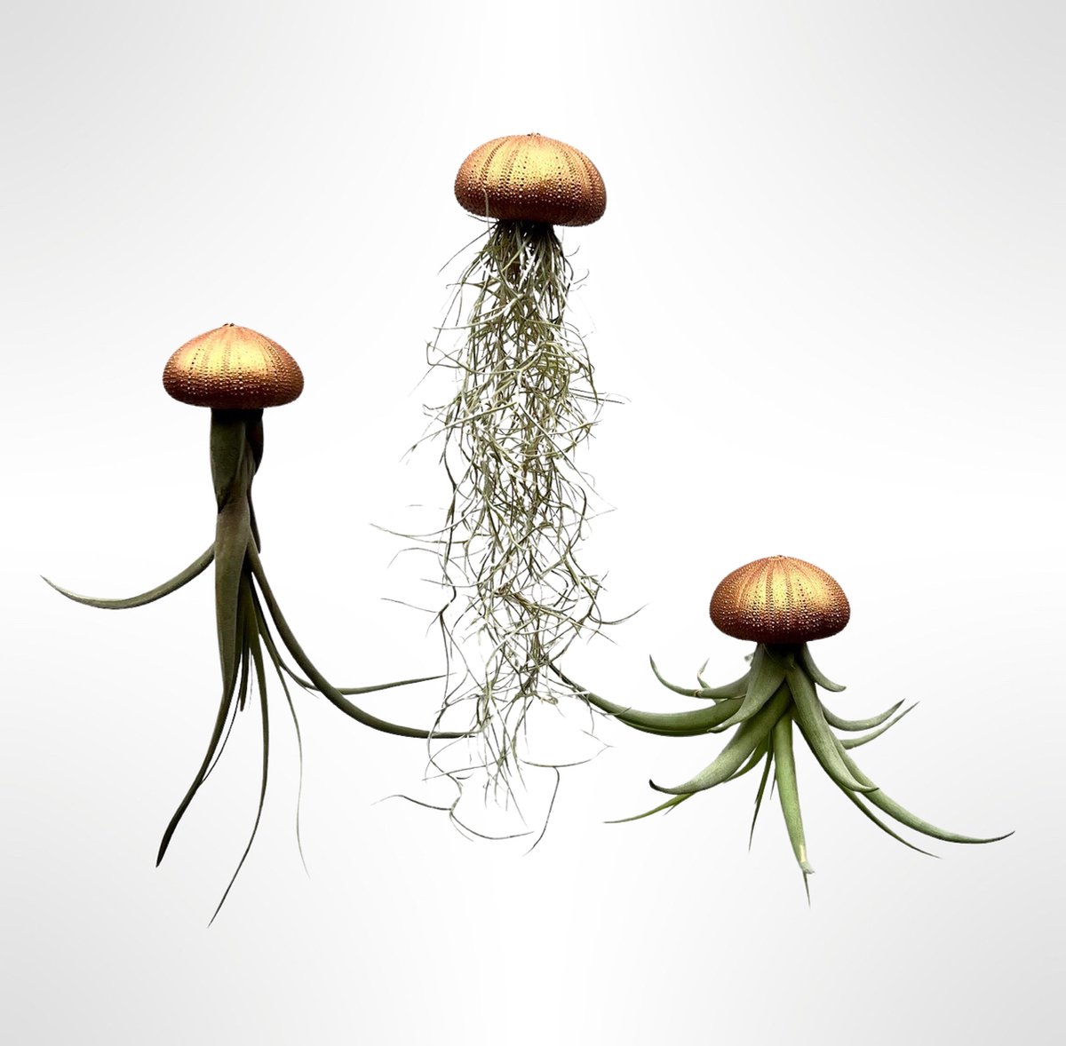 3 verschillende Jelly-fish plantjes met brons/koperkleurige zee-egels/kwalletjes/luchtplantjes/Tillandsia/hangplanten/handgemaakt
