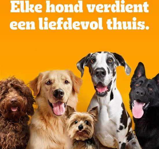 Vijf honden van verschillende rassen voor een oranje achtergrond met de tekst 'Elke hond verdient een liefdevol thuis'.