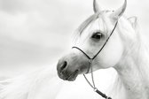 Dibond - Dieren - Wildlife / Paard / Paarden in beige / wit / zwart / grijs - 100 x 150 cm.