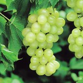 Garden Select - Witte Druiven Planten - 3 Stuks - Fruitplanten - Vitis Vinifera - Pot ⌀10.5cm - Hoogte ↕ 25 - 35cm - Zelf bestuivend en Winterhard - Het hele jaar te planten