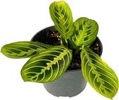 Maranta Lemon Lime (Kamerplant, Bijzondere planten, Urban Jungle, Hangplant)