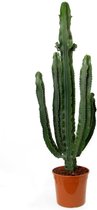 Homalomena Lemon Lime - Zwart - Hoogte ↕ 40cm - Pot ∅ 15cm