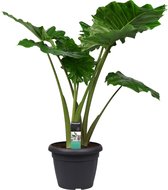Kentia Palm in Elho Pot - Antraciet - Hoogte ↕ 120cm - Pot ∅ 27cm