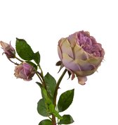Fabulous Flowers - 3 stuks zijden Engelse roos lila - kunstroos