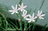 Roze kafferlelie (Schizostyllis coccinea Mrs. Hegarty) - Vijverplant - 3 losse planten - Om zelf op te potten - Vijverplanten Webshop