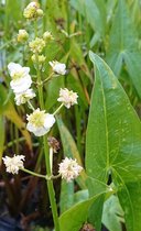 Breedbladig Japans Pijlkruid (Sagittaria latifolia Japonica) - Vijverplant - 3 losse planten - Om zelf op te potten - Vijverplanten Webshop