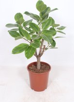 Kamerplant van Botanicly – Treurvijg – Hoogte: 100 cm – Ficus altissima