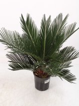 Kamerplant van Botanicly – Varenpalm – Hoogte: 60 cm – Cycas Revoluta