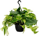 Kamerplant van Botanicly – Epipremnum Aureum – Hoogte: 45 cm