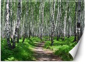 Trend24 - Behang - Birch Forest - Vliesbehang - Fotobehang Natuur - Behang Woonkamer - 450x315 cm - Incl. behanglijm