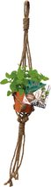 Plantenwinkel Urban Jungle Herbs Rope zaden giftbox