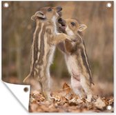 Affiches de Posters de jardin Sanglier s'ébattant - 50x50 cm