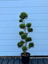 Sunnytree - Booom - Cypres - Winterharde cupressocyparis leylandii ponpon 180 cm