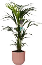 Hellogreen Kamerplant - Kentia Palm - 100 cm - ELHO sierpot Vibes Fold Roze