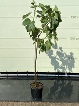 Sunnytree - Vijgenboom - Boom - Ficus Carica - Zoete eetbare Vijg - 160 cm - Winterhard tot -18