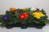 Voorjaarsbloemen: Primula Acaulis Mixkleuren 12 stuks