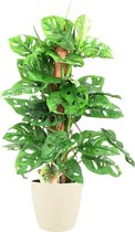Monstera Monkey Leaf in sierpot - Beige - Hoogte ↕ 65cm - Pot ∅ 18cm