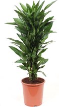 Dracaena Janet Lind - Hoogte ↕ 100cm - Pot ∅ 27cm