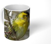 Mok - Mannelijke sijs zit op een bloeiende tak en is op jacht naar een prooi - 350 ML - Beker