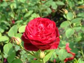 L.D. Braithwaite | Engelse roos | David Austin | Rood | Goed geurend | Wortel