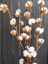 Bries aan Zee - Katoentak - 65 - 75 cm - Katoen - Droogbloemen - Droogboeket - Katoentakken - Katoenbollen