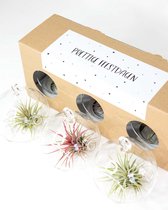 Giftbox Luchtplanten Prettige Feestdagen - Meneertje Haas