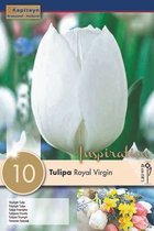 3 zakjes tulpenbollen - Tulipa 'Royal Virgin' - witte tulp - 30 bollen