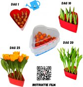 Wit Tulpen hart (bloemkleur Geel/Rood) - Duurzaam - Hart onder de riem - Kweek zelf een tulpentuin in huis met alleen kraanwater. Valentijnsdag, Liefde, Tulpen, Grow your own, Natuur, Cadeau,