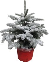 FloriaFor - Picea Sneeuw - - ↨ 85cm - ⌀ 28cm